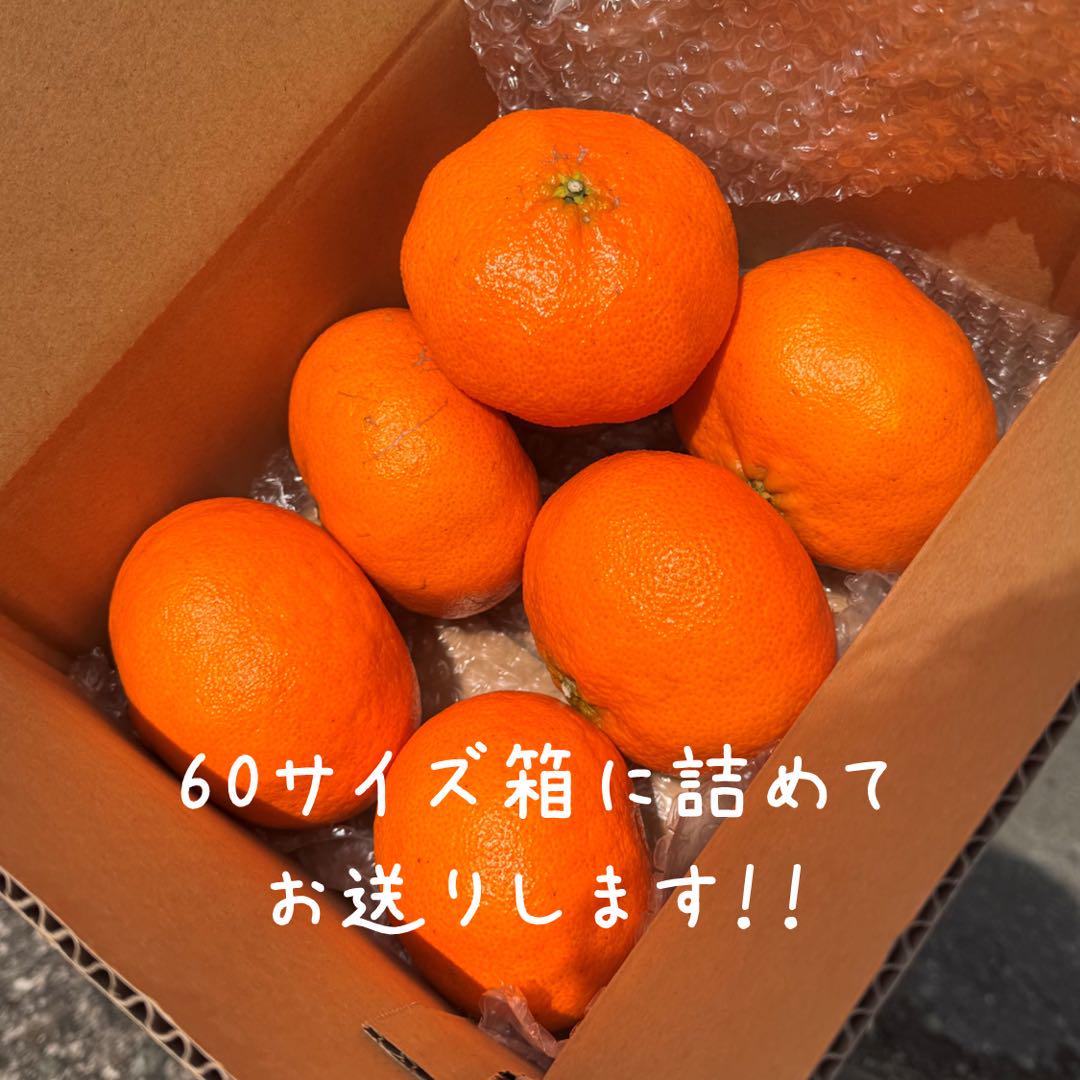 愛媛県西宇和産 甘平 5kg 精品