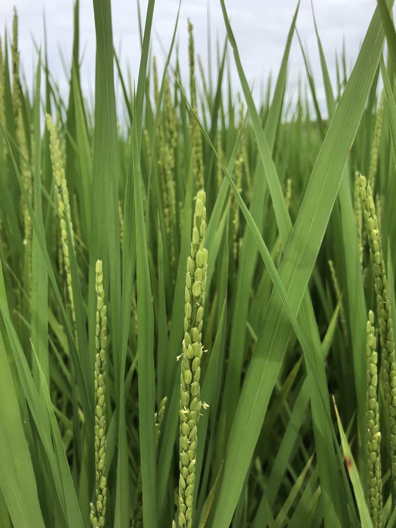 【本日限定】令和6年新米　京都玄米 青米入り　にこまる　農薬不使用　25キロ