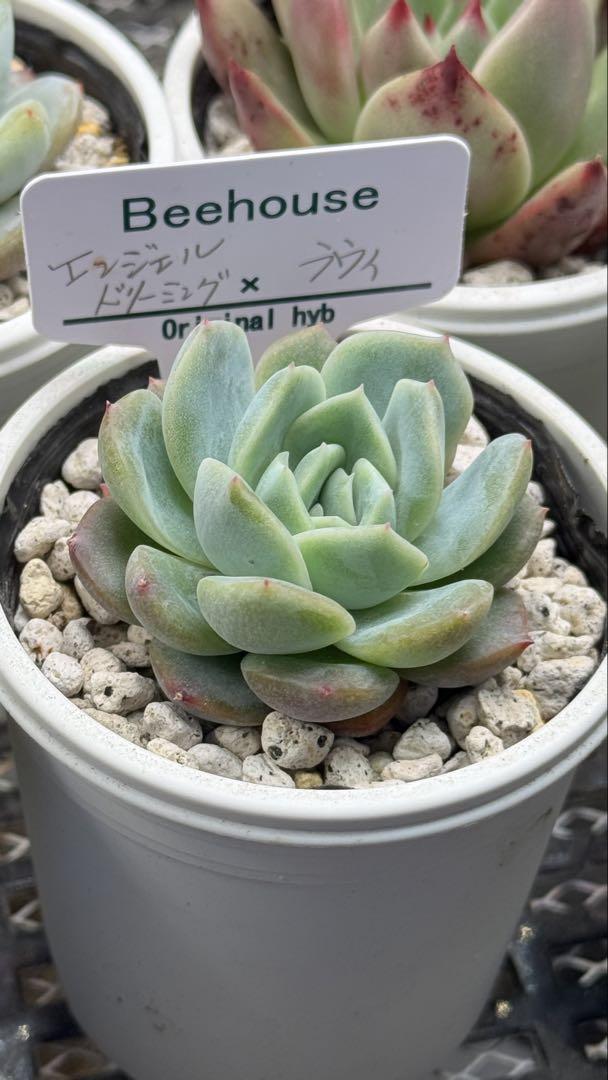 房*総様 ホーリンゼ クローン カキコ 土付き発送 多肉 ビー