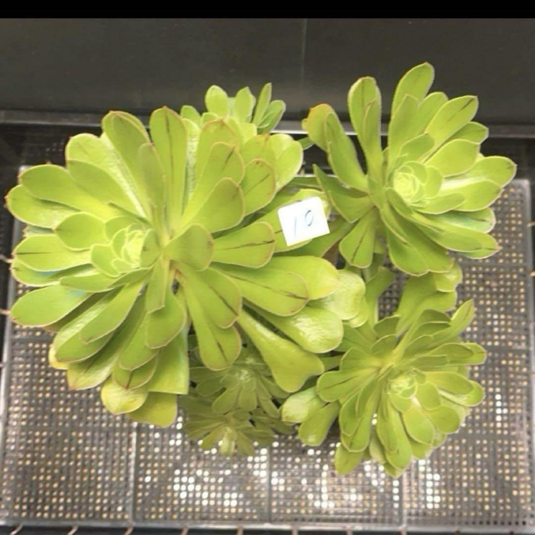 #多肉植物❤️アエオニウム❤️カナリエンシス❤️6頭27cm拔き苗