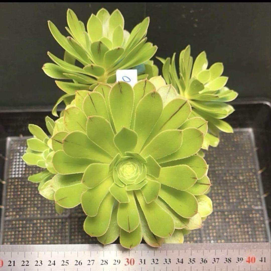 #多肉植物❤️アエオニウム❤️カナリエンシス❤️6頭27cm拔き苗