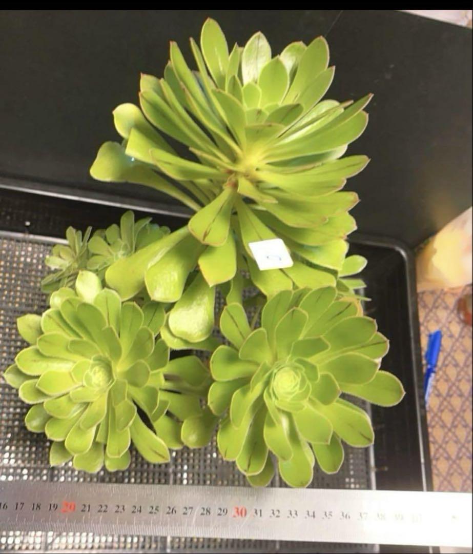 #多肉植物❤️アエオニウム❤️カナリエンシス❤️6頭27cm拔き苗