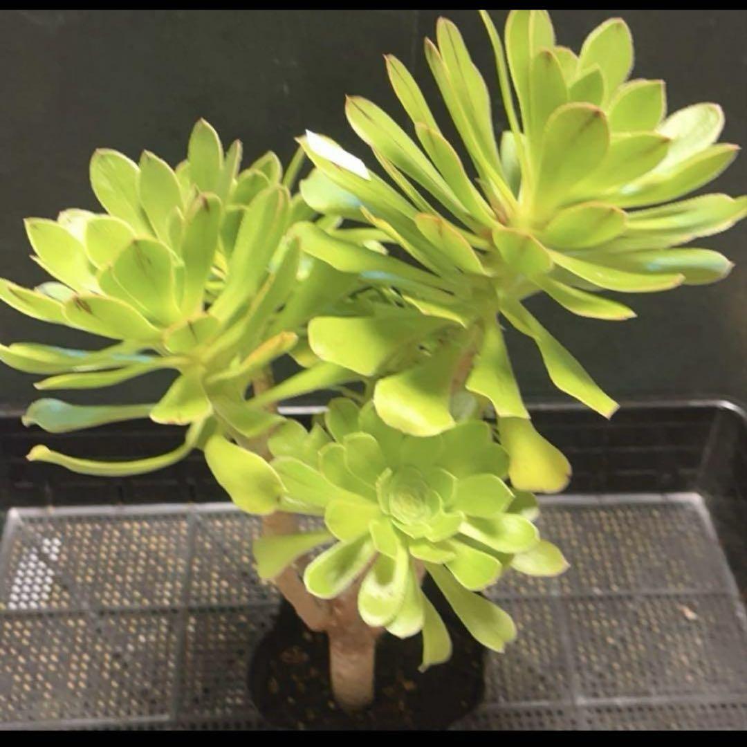 #多肉植物❤️アエオニウム❤️カナリエンシス❤️6頭27cm拔き苗