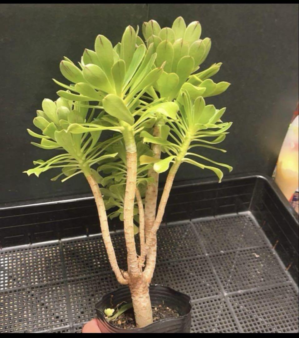 #多肉植物❤️アエオニウム❤️カナリエンシス❤️6頭27cm拔き苗