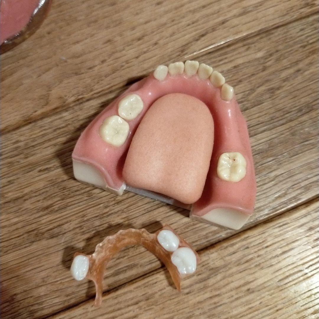 実習歯牙模型セット