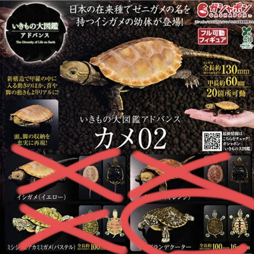 いきもの大図鑑アドバンス カメ02 | ナムコパークス オンライン
