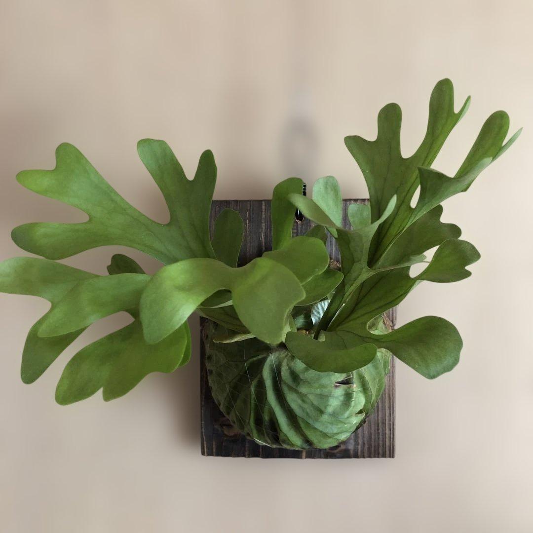 ビカクシダ1やや傷や汚れあり