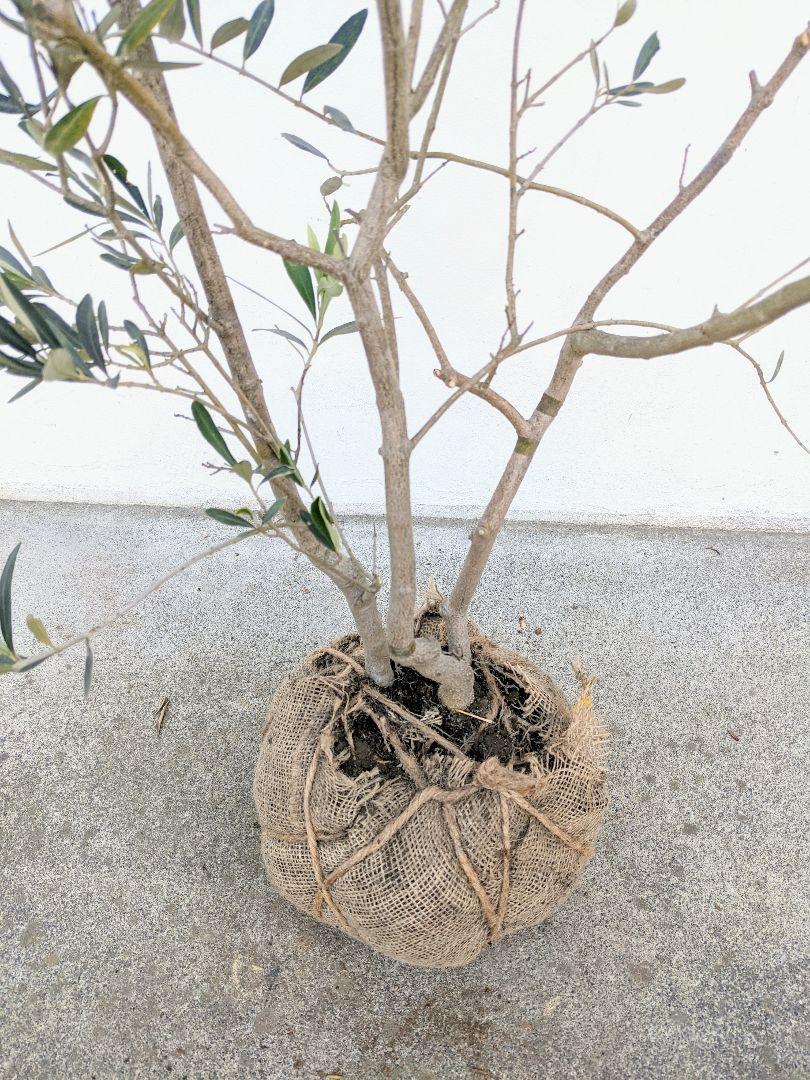 超安い 極上の3種混合株 オリーブ株立 植物 観葉植物 Hlt No