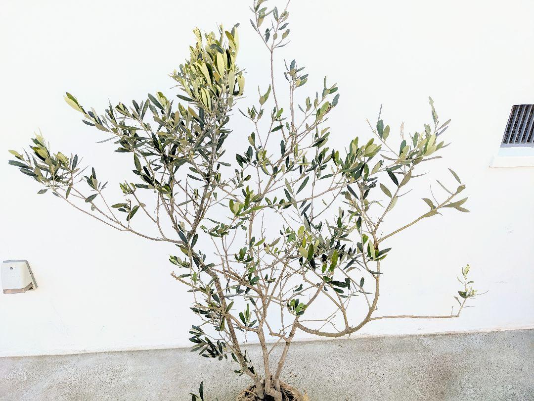 超安い 極上の3種混合株 オリーブ株立 植物 観葉植物 Hlt No
