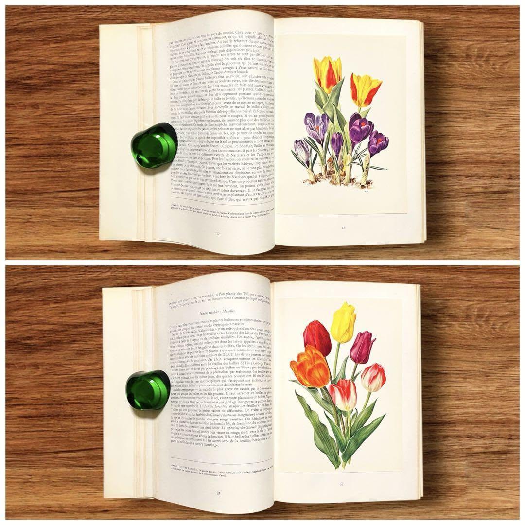 洋書 ボタニカルアート 60年代 アンティーク ビンテージ 植物図鑑 花イラスト 洋書 ボタニカルアート 60年代 アンティーク ビンテージ 植物