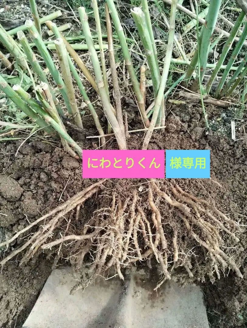 アスパラガス　苗