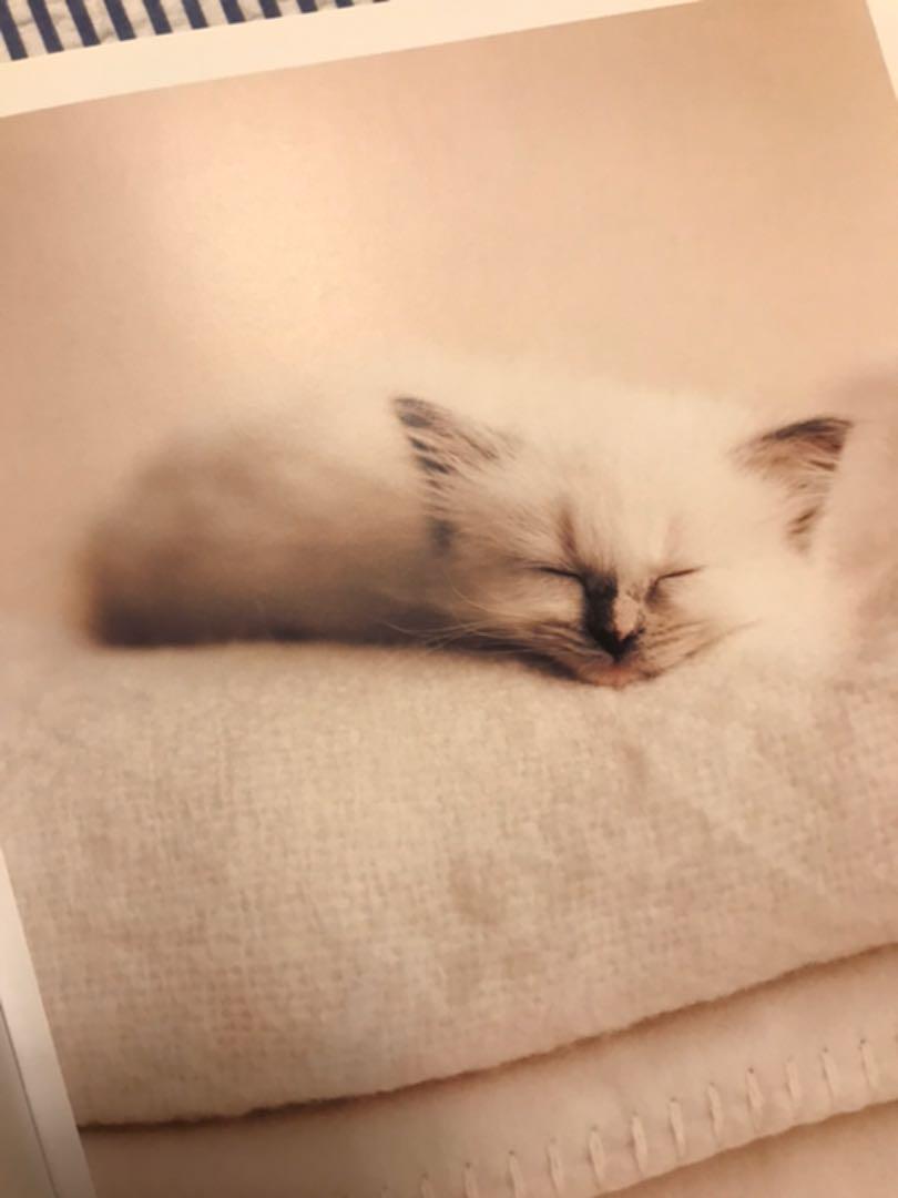 メルカリ ステイホームをエンジョイホームに 可愛い猫の写真集 とっても癒されます アート エンタメ 499 中古や未使用のフリマ メルカリ ステイホームをエンジョイホームに 可愛い猫の写真集 とっても癒されます アート エンタメ 499 中古や未使用のフリマ