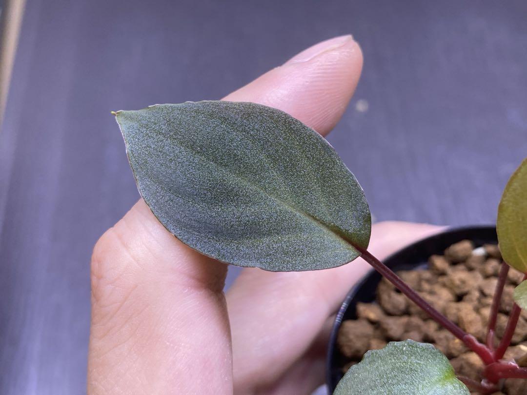 専用ホマロメナHomalomena sp.Tambunan 【TK200217】 - メルカリ