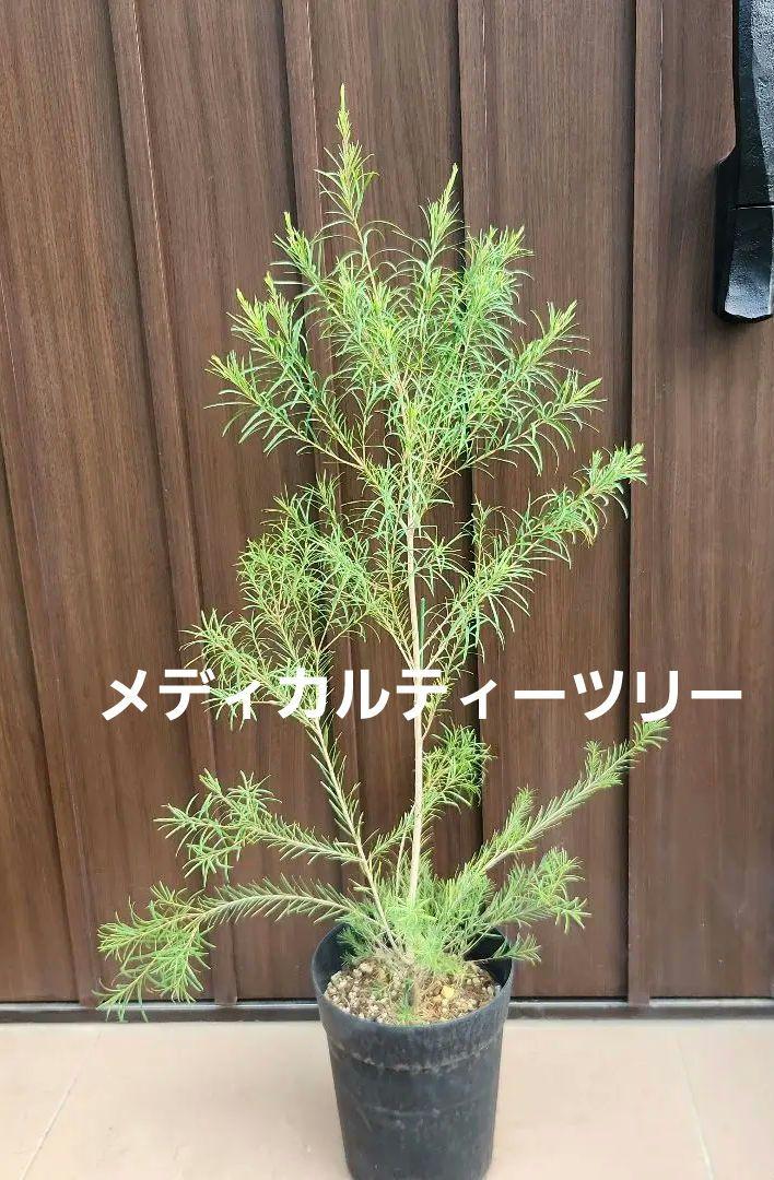 メディカルティーツリー　鉢植え16　苗　芳香木　庭木