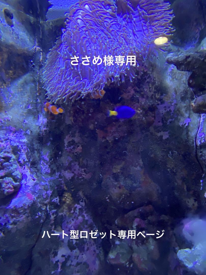 ささめ様専用　ハート型ロゼット専用ページ
