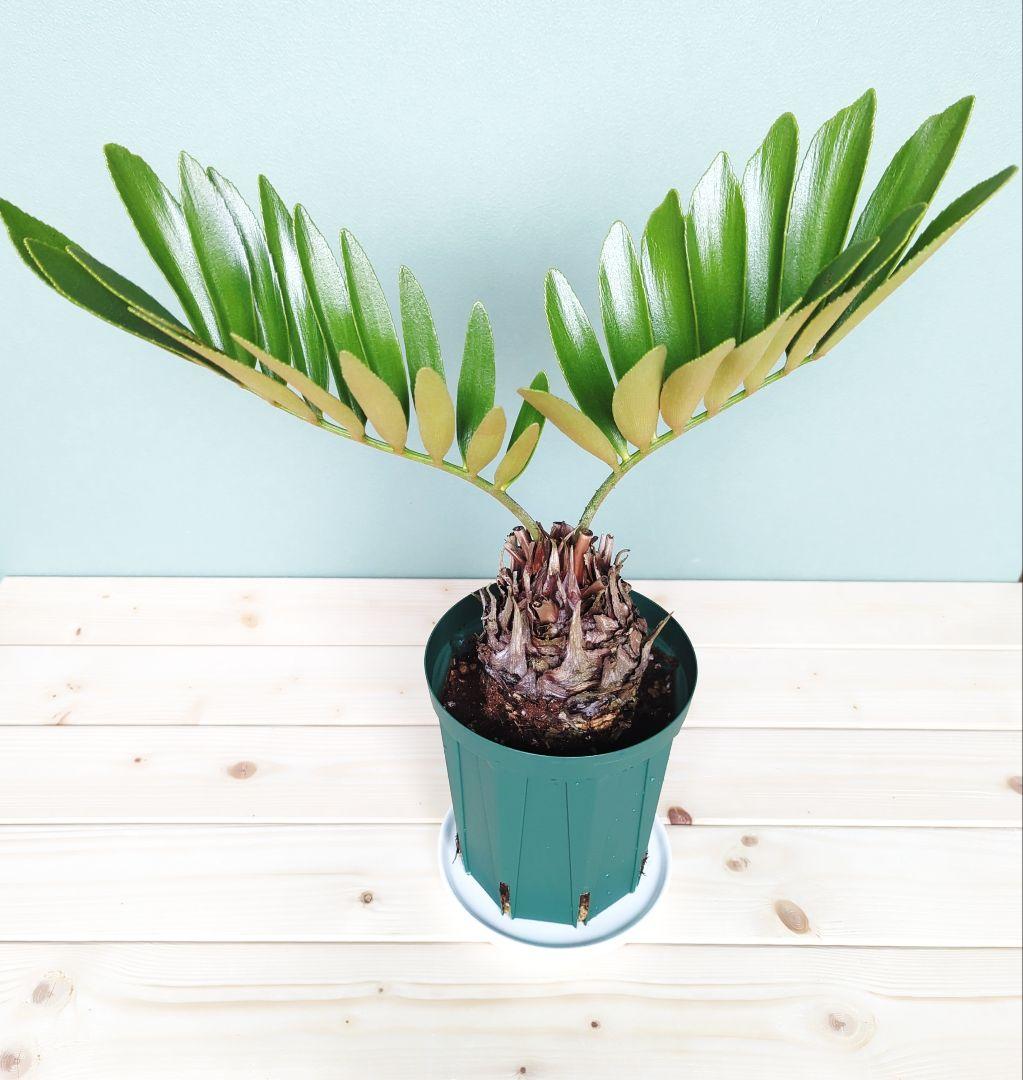 モダングリーン 《 現品 》ザミア プミラ フルフラケア ５号