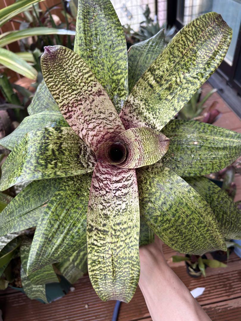 Vriesea Python