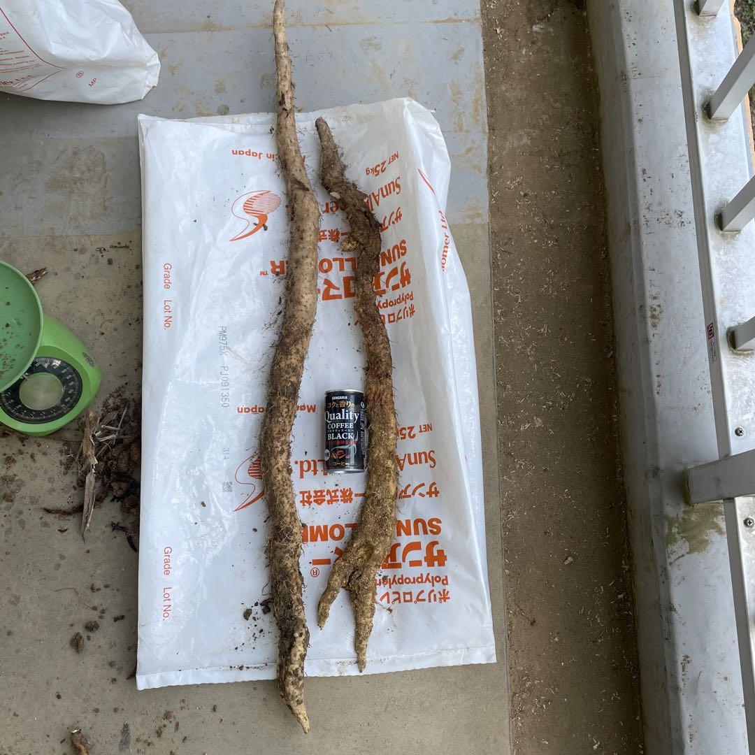 天然自然薯ーー3キロ