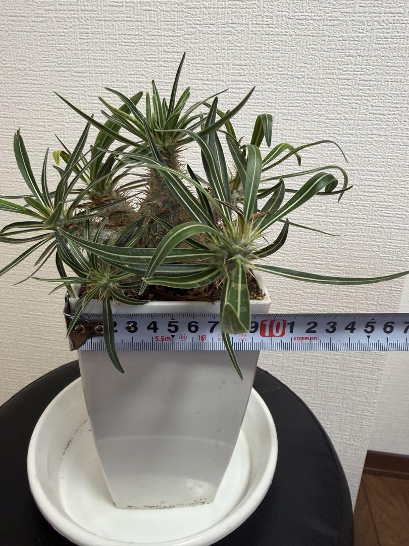 実生株目立った傷や汚れなし