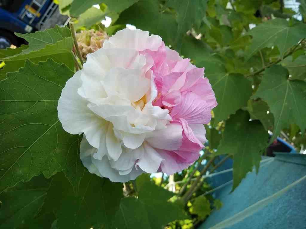 酔芙蓉 くす玉咲き 挿し木苗 メルカリ 酔芙蓉 くす玉咲き 挿し木苗 メルカリ