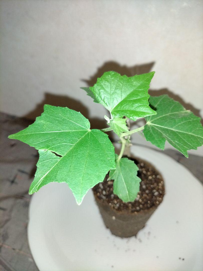 酔芙蓉 くす玉咲き 挿し木苗 メルカリ 酔芙蓉 くす玉咲き 挿し木苗 メルカリ
