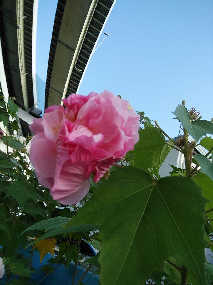 酔芙蓉 くす玉咲き 挿し木苗 メルカリ 酔芙蓉 くす玉咲き 挿し木苗 メルカリ