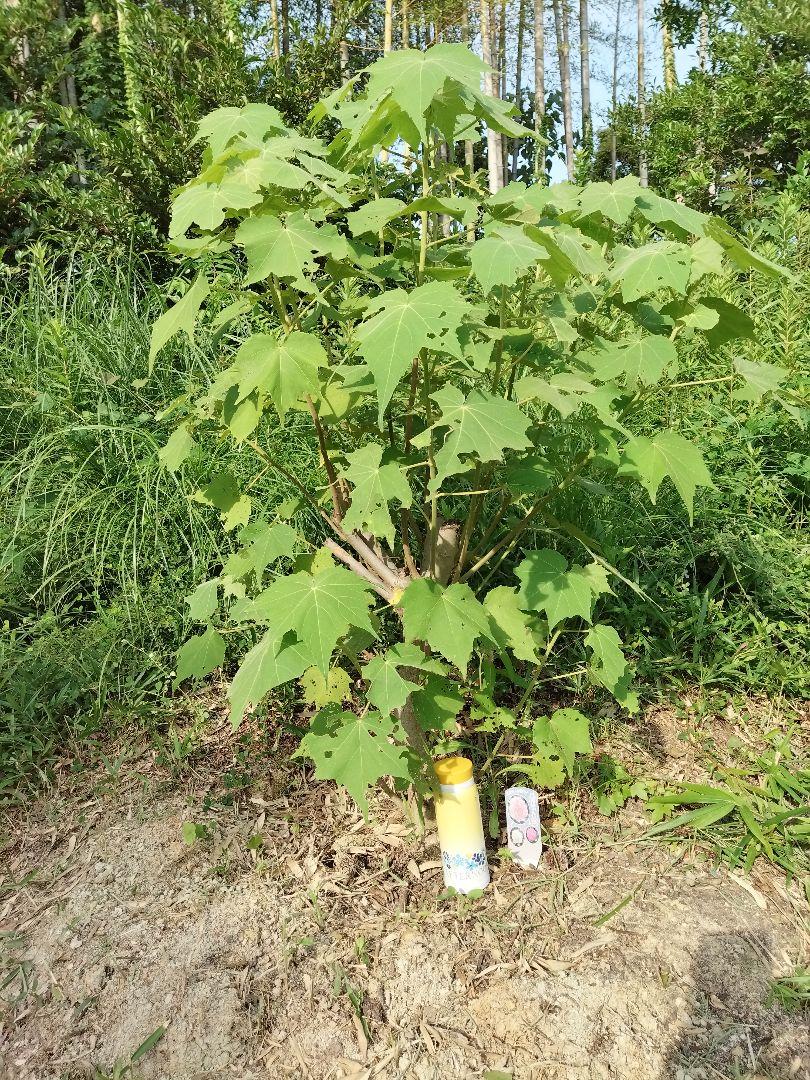 酔芙蓉 くす玉咲き 挿し木苗 メルカリ 酔芙蓉 くす玉咲き 挿し木苗 メルカリ