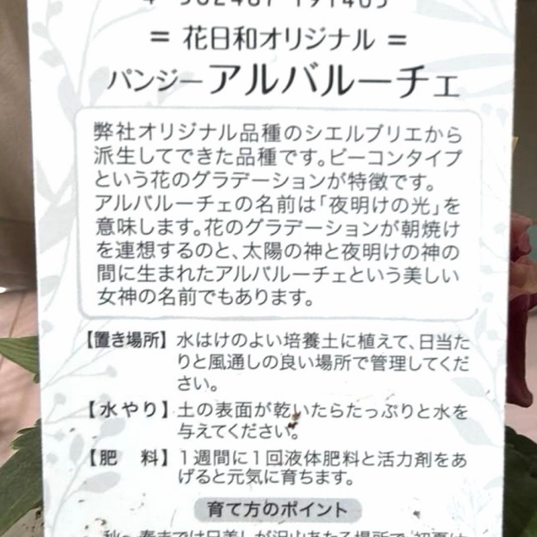 花日和 2025NEW フリル咲きパンジー アルバルーチェ❷ 10|23新品、♥ YUZUMIYA_COM