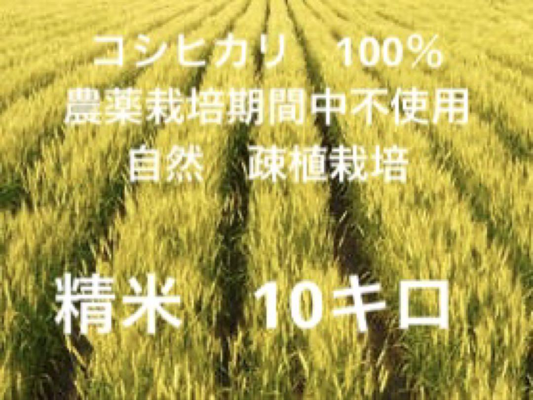 コシヒカリ　10キロ(精米)