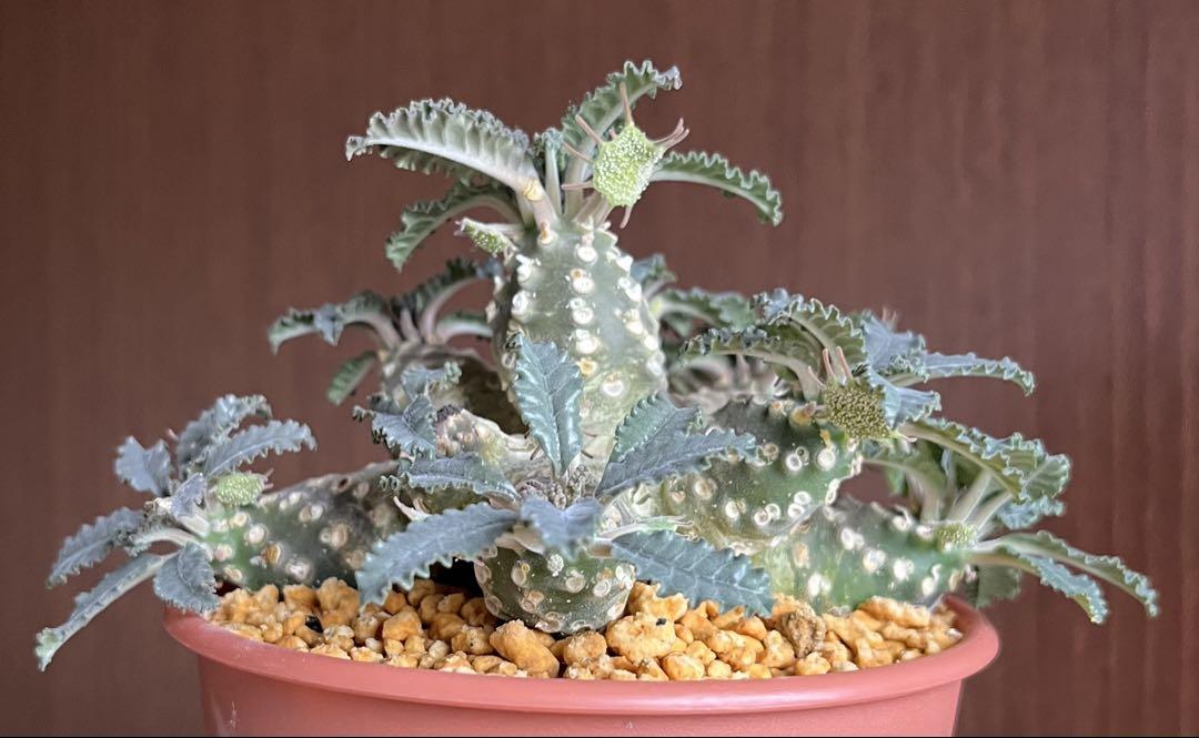 【レア/塊根植物】ドルステニア ラブラニー オス株（中株）鉢植え レア/塊根植物】ドルステニア ラブラニー オス株（中株）鉢植え