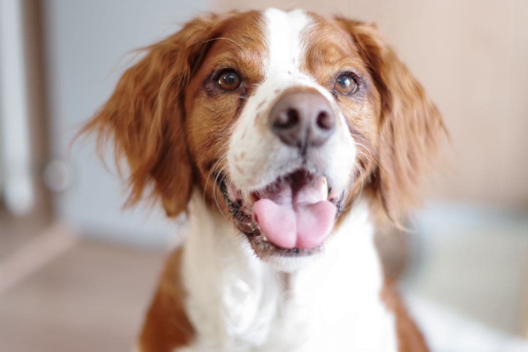 ブリタニー犬 茶色と白の笑顔