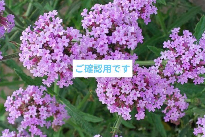 サクランボさま、ご確認用❤︎↝