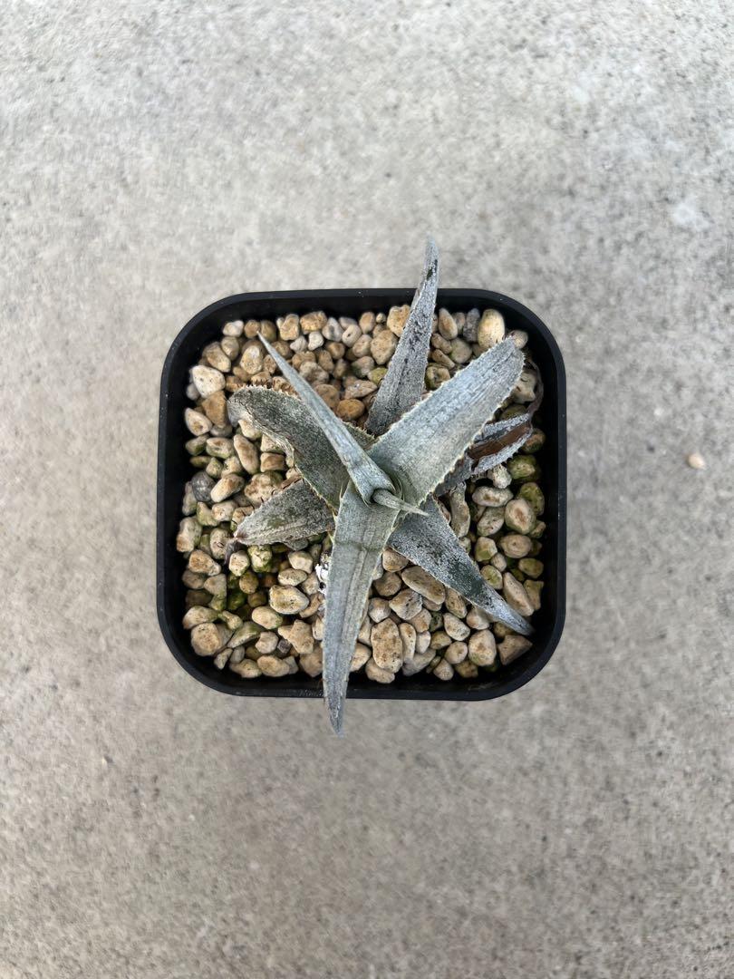 Dyckia braunii ディッキア ブラウニー 子株