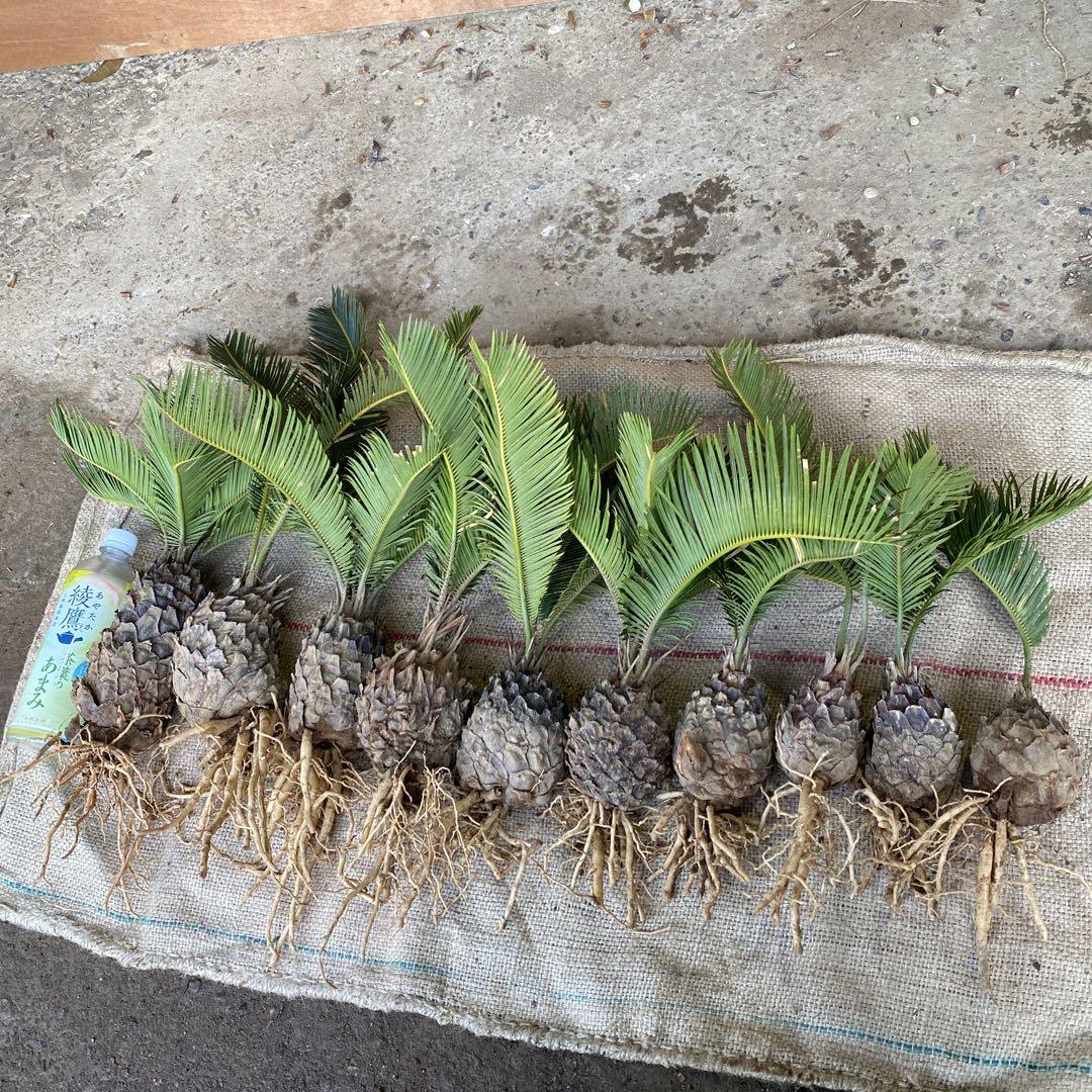 蘇轍 ソテツ セット