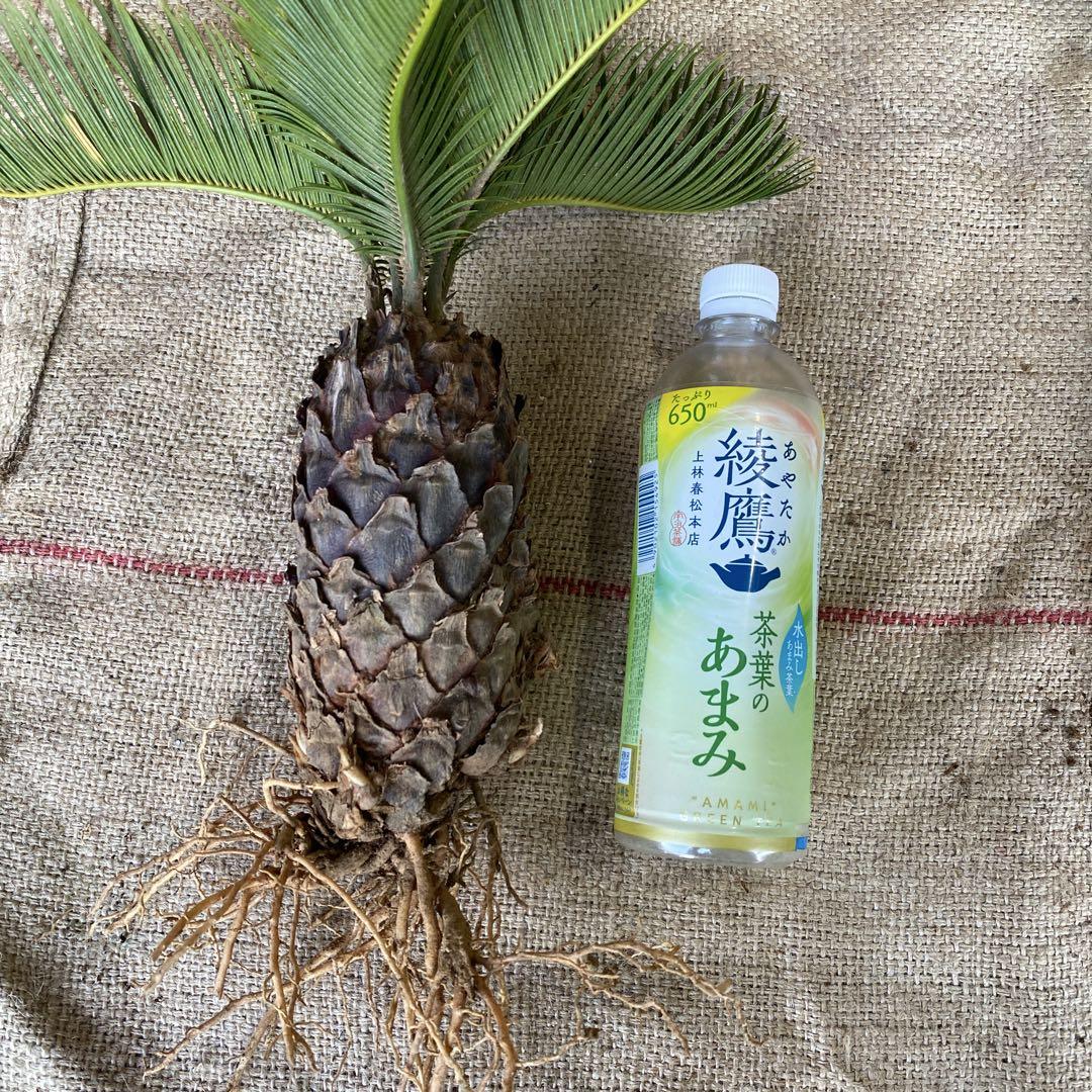 蘇轍 ソテツ セット