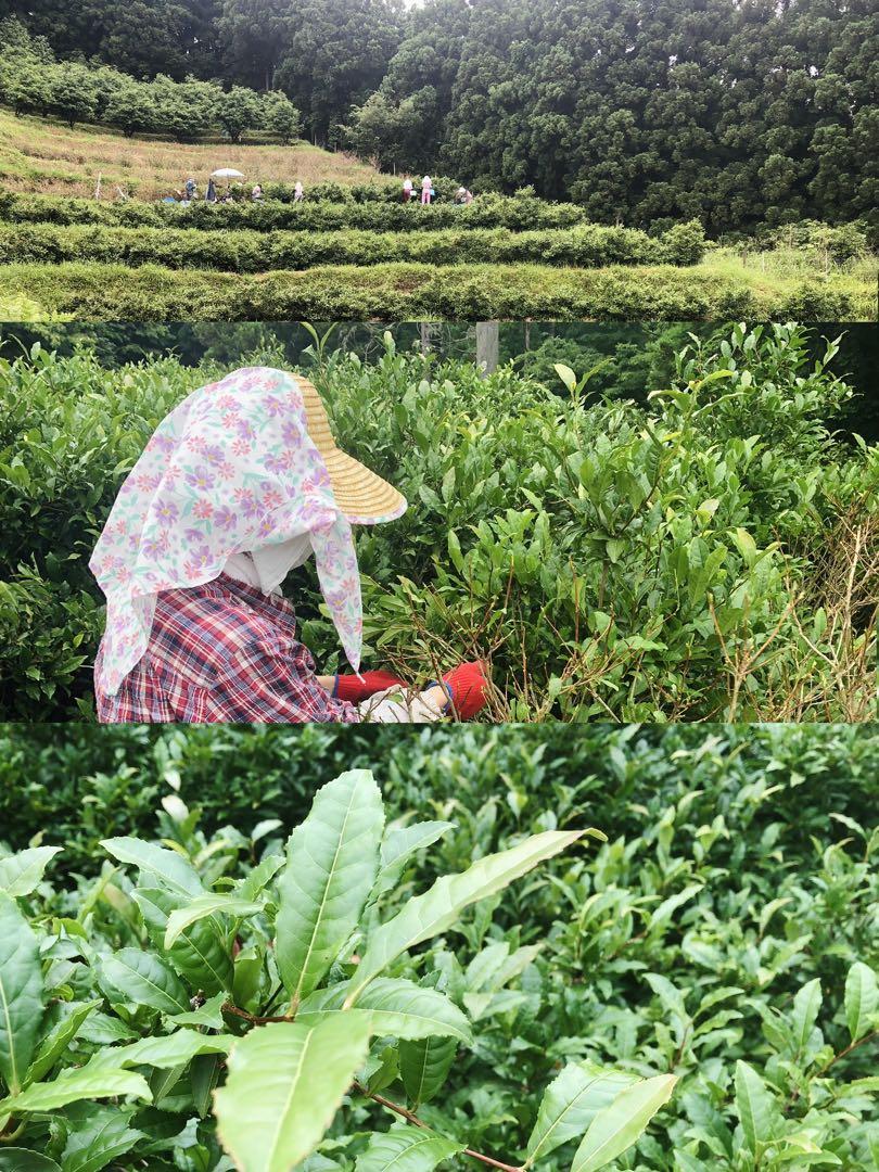 【特価】新茶 上勝阿波晩茶 本場上勝の晩茶 番茶 2kg【現品限り】 阿波晩茶 阿波番茶 本場上勝の晩茶 2袋セット｜Yahoo!フリマ（旧