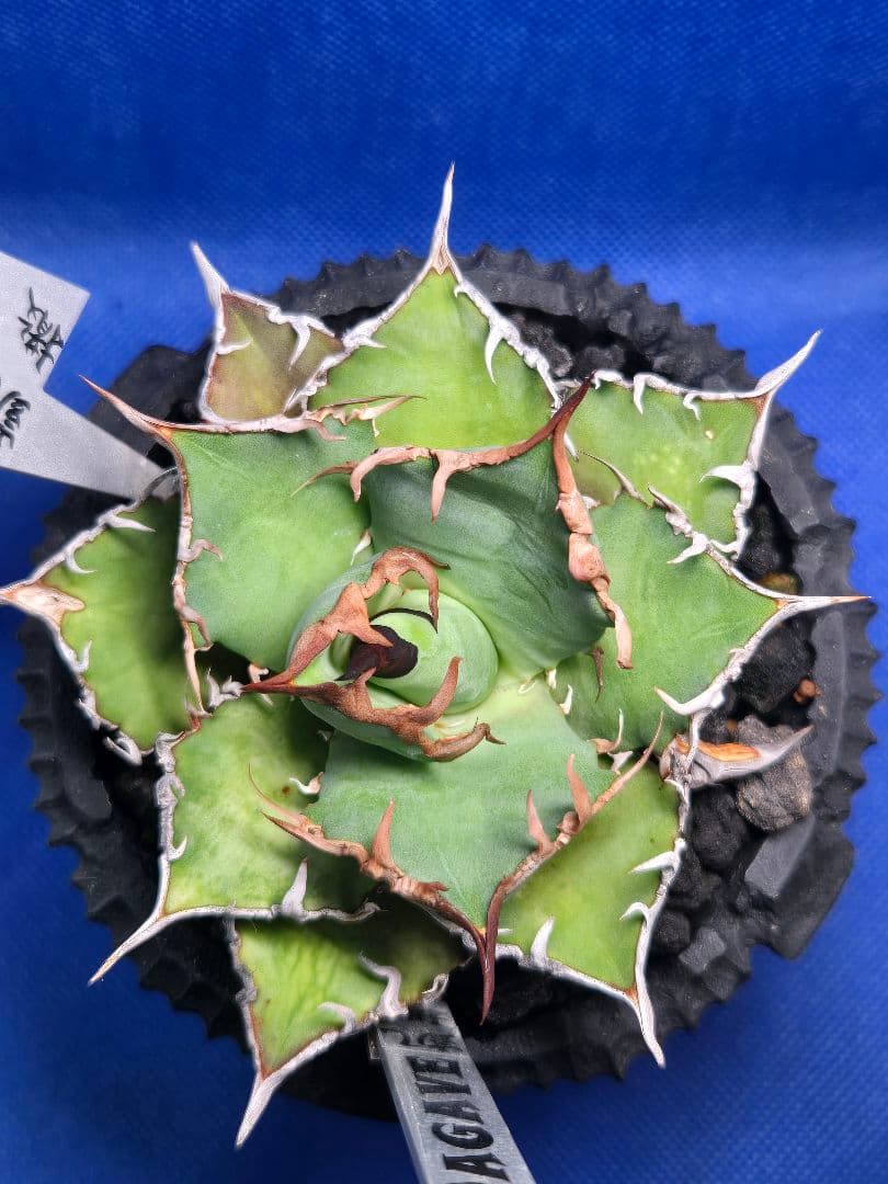 j*s様 アガベ　チタノタ　セット売り アガベ チタノタ シーザー 鉢ごとセット D.I.P レアタグ付き