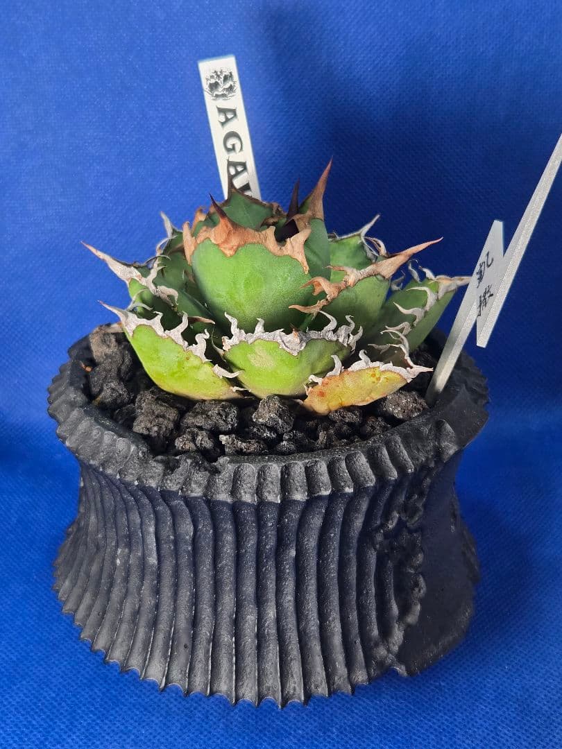 アガベ チタノタ シーザー 鉢ごとセット D.I.P レアタグ付き