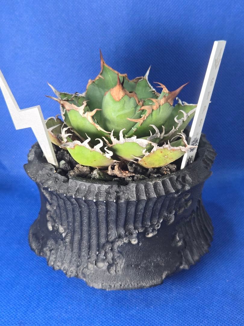 アガベ チタノタ シーザー 鉢ごとセット D.I.P レアタグ付き