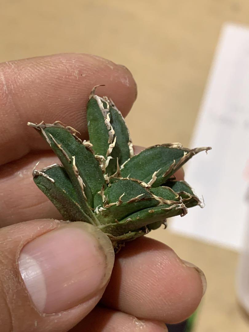多肉植物アガベチタノタ　南アフリカダイヤモンド　極上子株