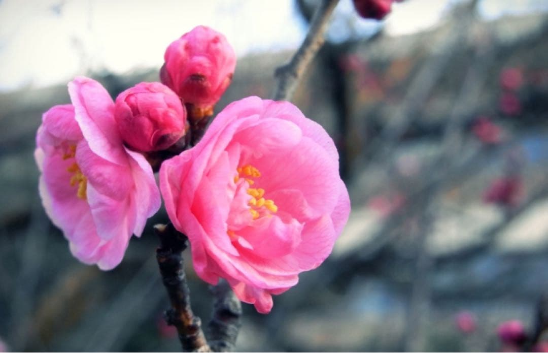 RICOH リコー R10 ブラウン デジタルカメラ RICOH リコー R10 ブラウン デジタルカメラ