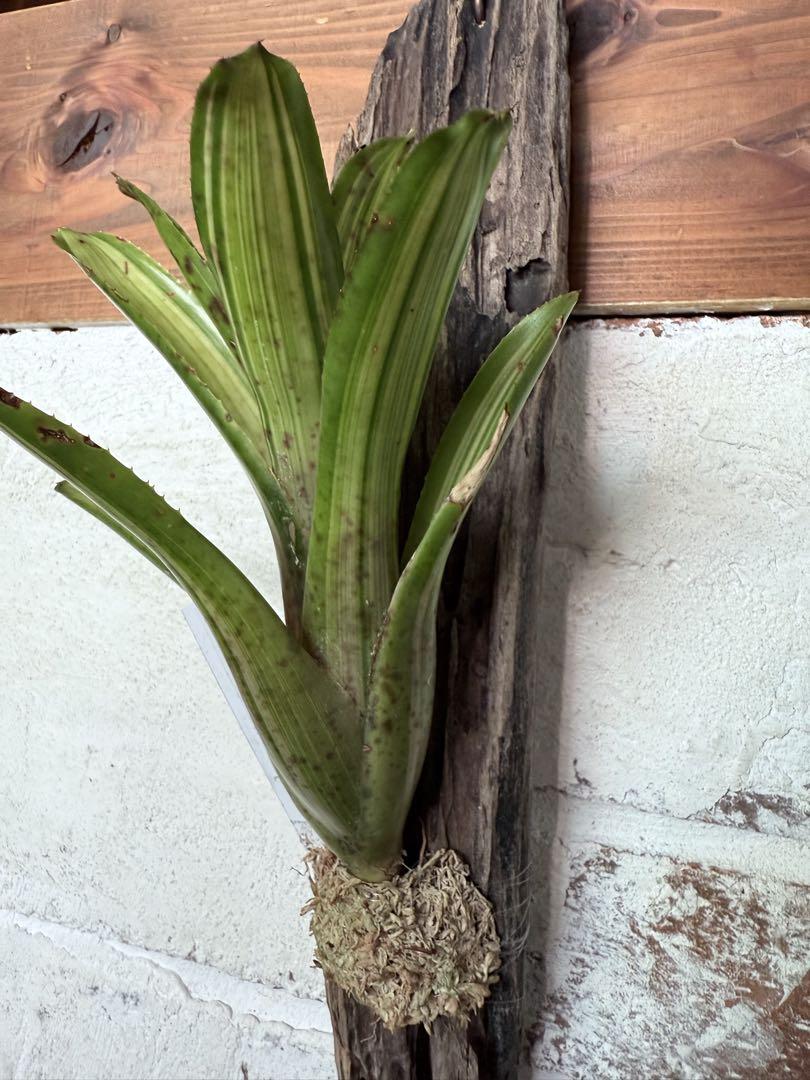 Neoregelia Chrissy ネオレゲリア クリッシー