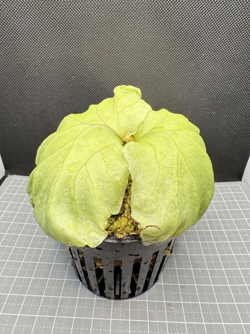 ビカクシダ P. ridleyi Pakarang Sporeling ビカクシダ