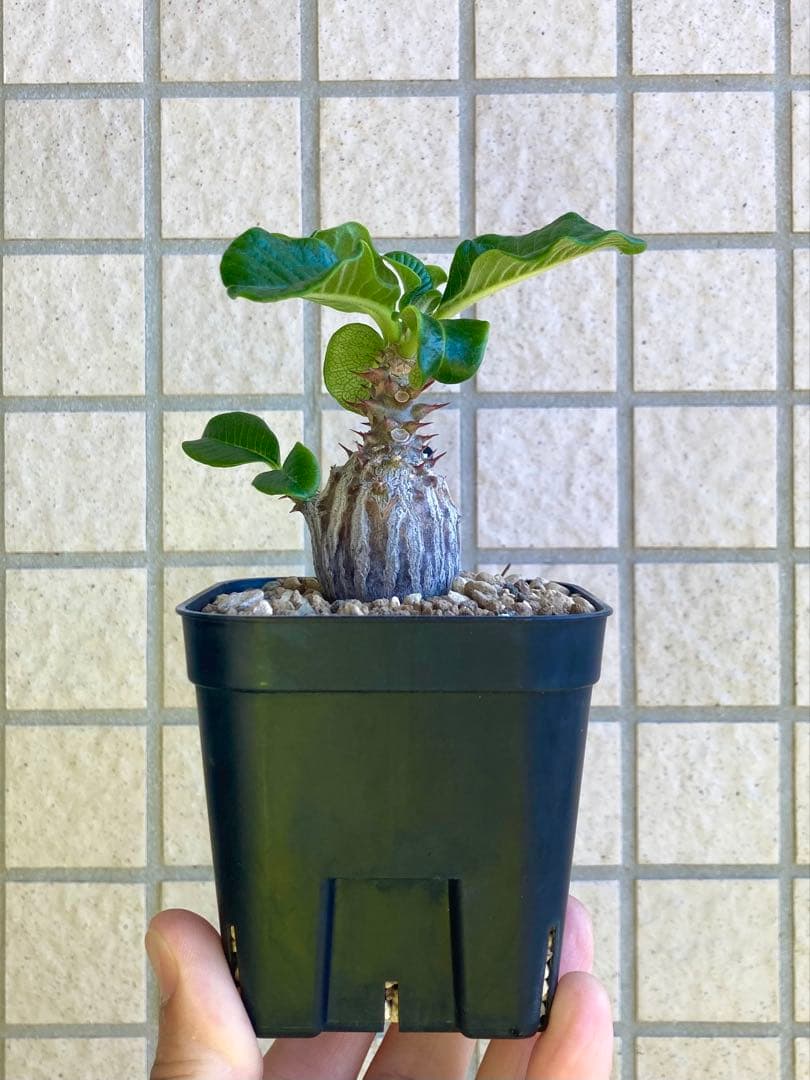 パキポディウム ウィンゾリー