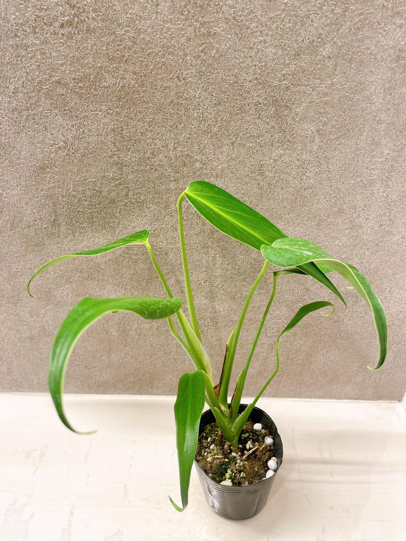 モンステラ　バールマルクスフレーム　3号