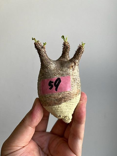 Pachypodiuｍ　パキポディウム　グラキリス　ベアルート　塊根植物　P59