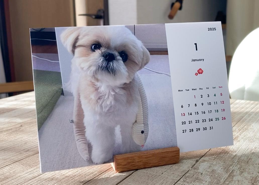 シーズー犬 まるちゃん 卓上カレンダー 2025 送料無料 10