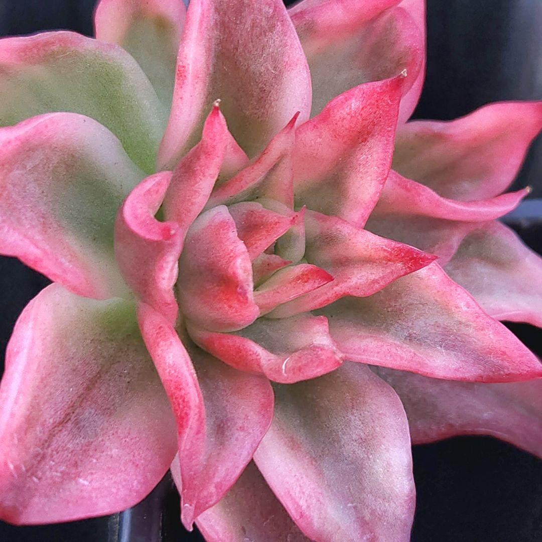 【速達付】28 花相府蓮錦　大きめにカット　チョビ根　希少　多肉植物　輸入苗
