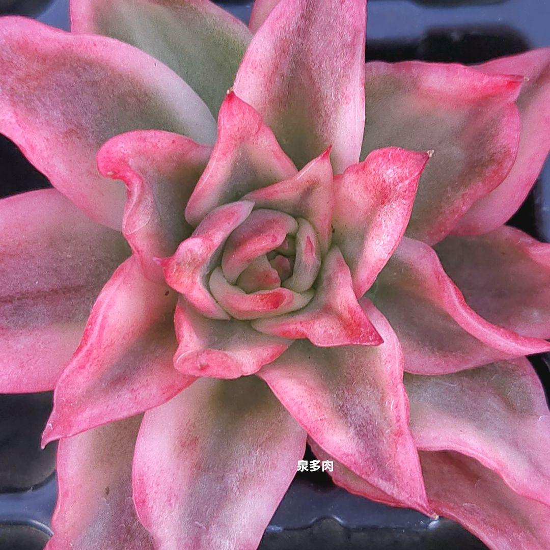 【速達付】28 花相府蓮錦　大きめにカット　チョビ根　希少　多肉植物　輸入苗