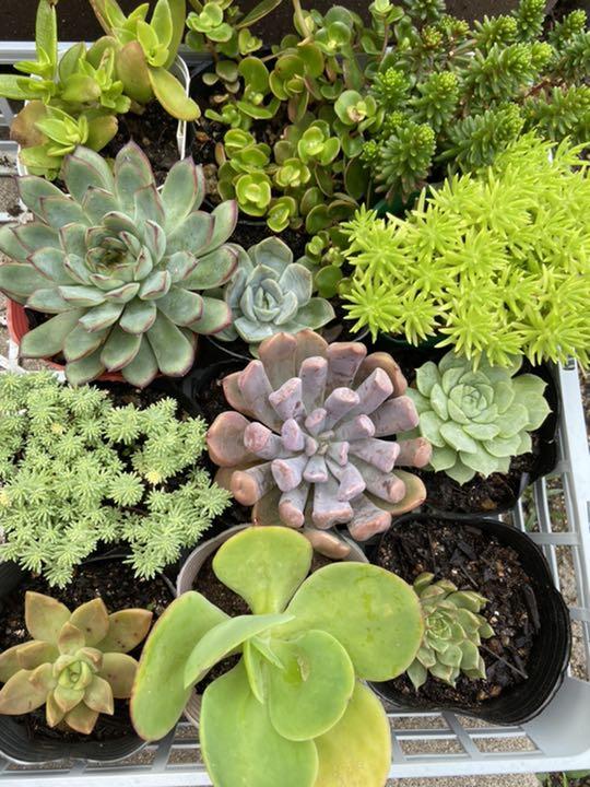 12個多肉植物 カット苗 韓国韓国苗多肉植物 モリモリ大量 - cna.gob.bo 12個多肉植物 カット苗 韓国韓国苗多肉植物 モリモリ大量 - cna.gob.bo